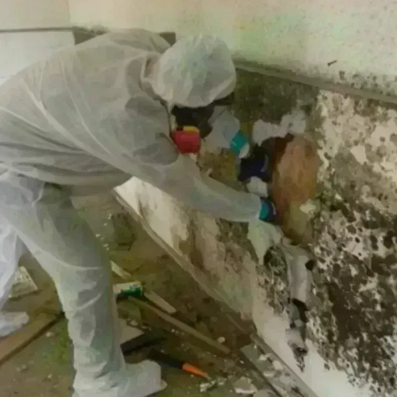 Mold Remediation and Removal in Cape May County, NJ